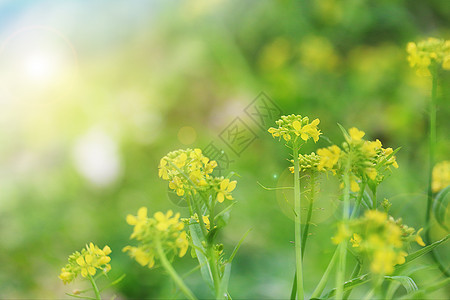 春天油菜花图片