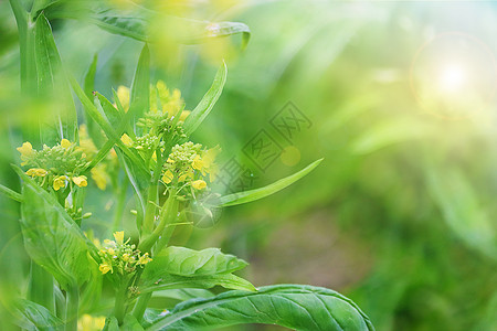 春天的油菜花图片