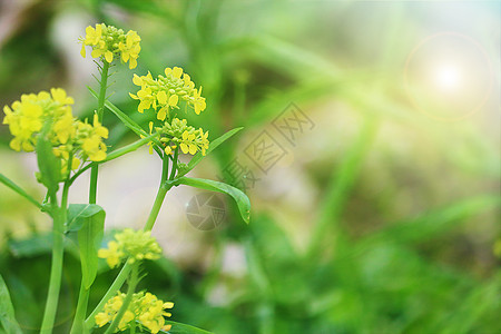 春天里的油菜花图片