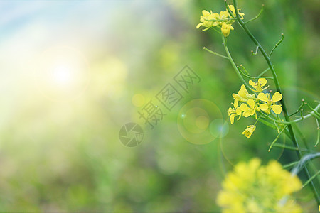 春天油菜花图片