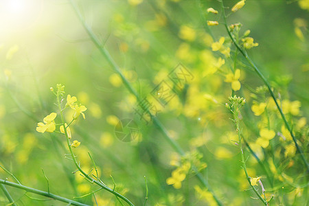 春天油菜花背景图片