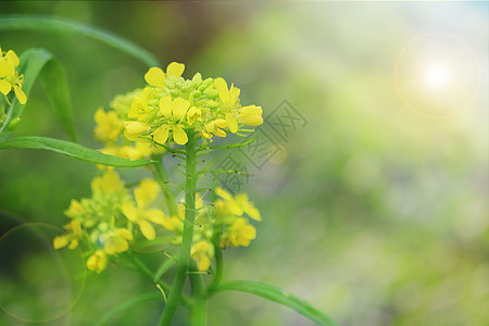 春天的油菜花图片