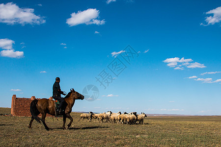 内蒙古草原的牧羊人图片