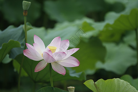 夏日池塘里的荷花图片