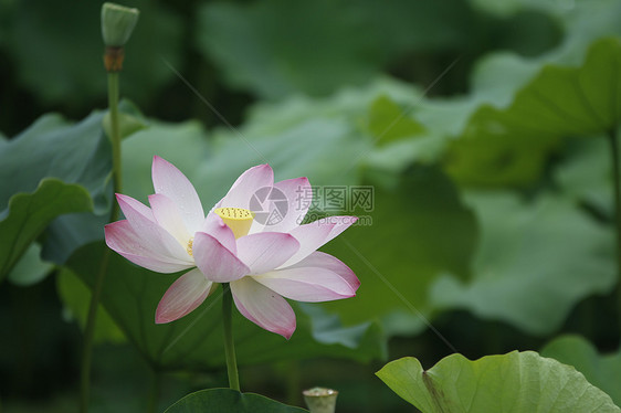 夏日池塘里的荷花图片