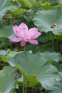 夏日池塘里的荷花图片