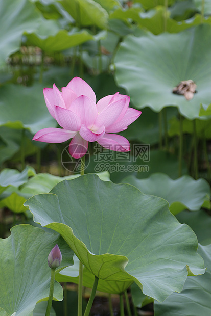 夏日池塘里的荷花图片