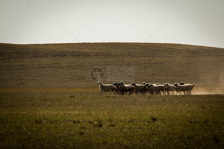 内蒙古草原上的羊群图片