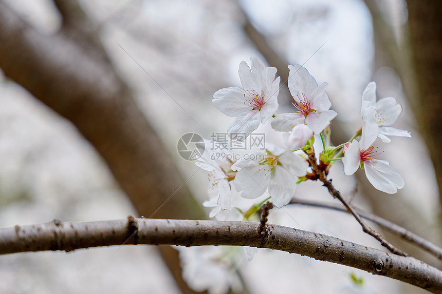 三月樱花季盛开的樱花图片