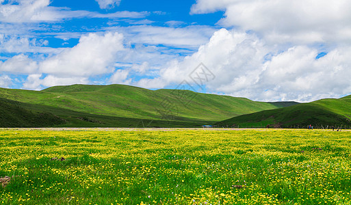 蓝天白云大草原四川若尔盖大草原背景