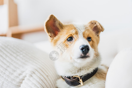 柯基犬背景 柯基犬摄影图片 柯基犬壁纸 摄图网