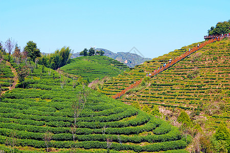 大田高山茶茶园高清图片