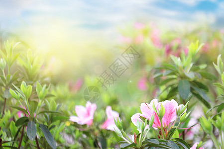 春天花朵背景图片