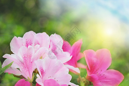 山石榴春季花朵背景设计图片