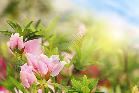春天暖美春天的杜鹃花设计图片