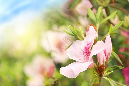 山石榴杜鹃花开设计图片