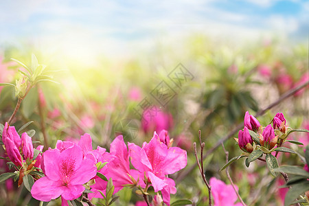 杜鹃花背景绿色植物山石榴高清图片