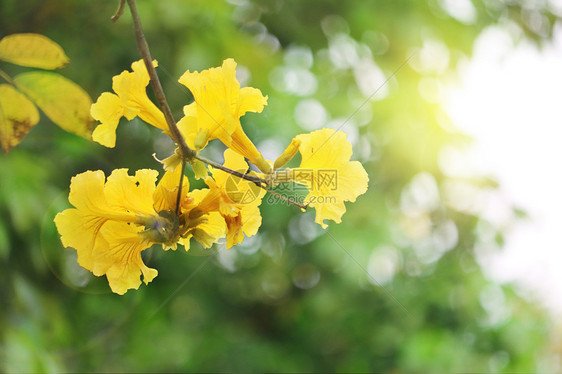 黄花风铃木图片