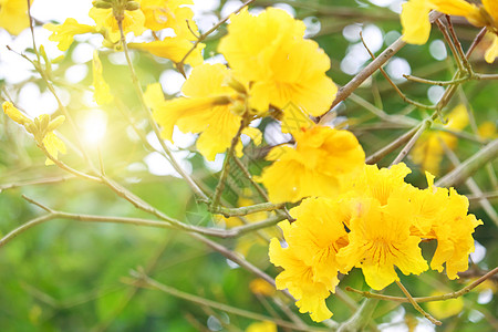 黄花春暖花开设计图片