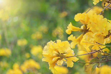 春暖花开黄花风铃高清图片