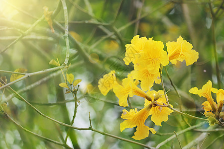 春天的花朵黄花风铃高清图片