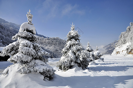 高山顶上的雪松高清图片