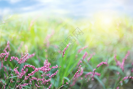 春天野花背景背景图片