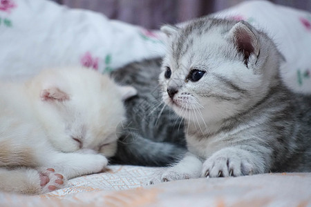 可爱猫咪可爱英短幼猫萌猫背景