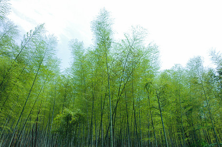 竹林风被风吹动的竹林背景