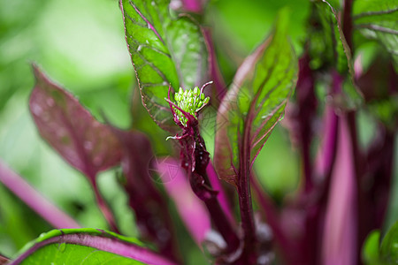 菜园里生长旺盛的蔬菜红菜薹图片