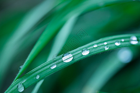 下雨后的露珠图片