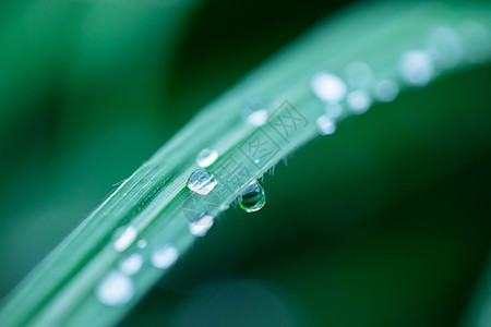 下雨后的露珠背景图片