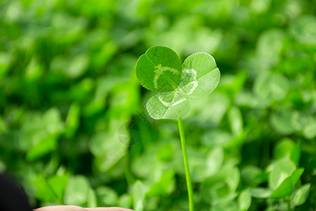 绿色植物三叶草高清图片