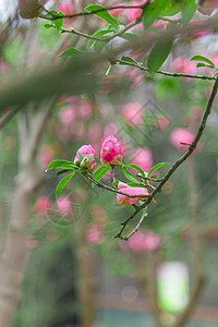 春天的杜鹃花图片