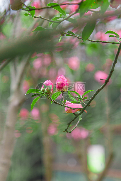 春天的杜鹃花图片