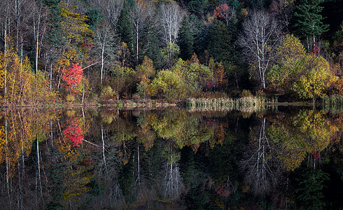 秋天的树林白桦树高清图片素材