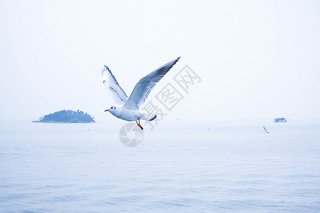 东海上空飞舞的海鸥海鸟图片