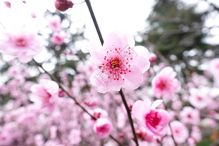 春季盛开的桃花图片