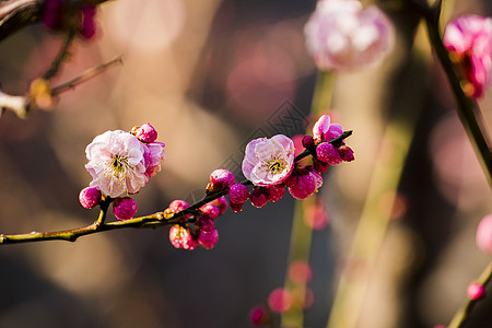 粉色背景春季梅花背景