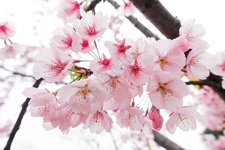 春季盛开的樱花高清图片