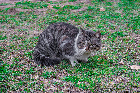 可爱草坪上的猫咪图片
