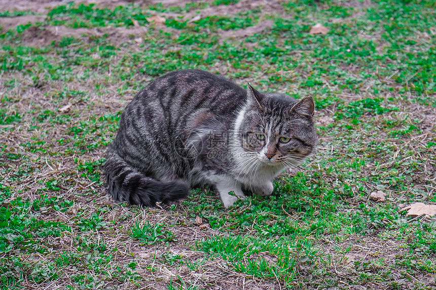 可爱草坪上的猫咪图片