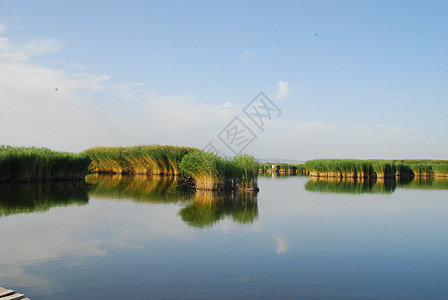 芦苇湖新疆相思湖风景背景