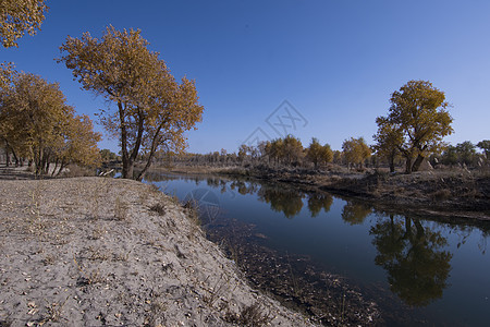 塔里木河流域胡杨水高清图片素材