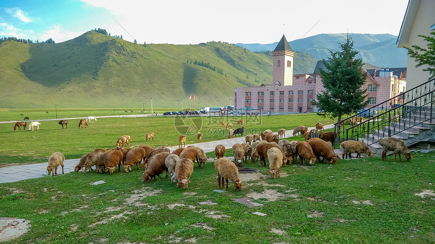 新疆喀纳斯草原羊图片