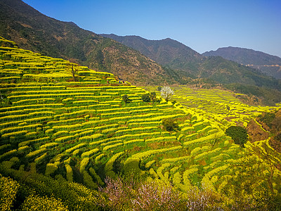 梯田油菜花江西婺源风光背景