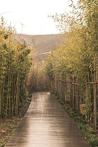 竹林道路图片