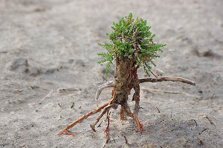 内蒙古草原荒漠上的枯枝图片