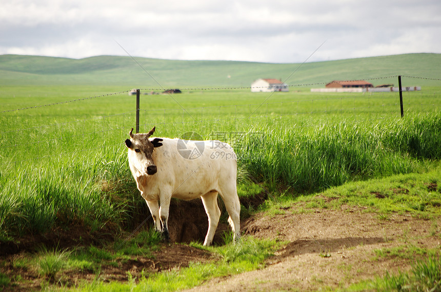内蒙古草原上的牛图片