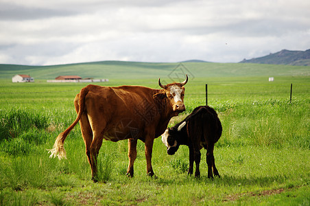 内蒙古草原牛背景图片